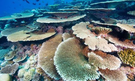 Table Coral_01©Mark Stickler
