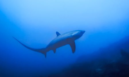 Акула Трешер в открытом море