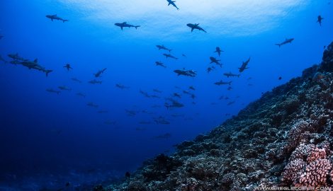 Туры на Таити_Факарава_Ознакомительное погружение