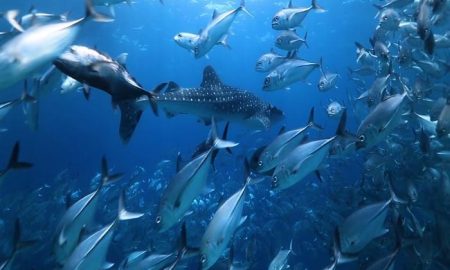 Китовая акула среди скопления рыб