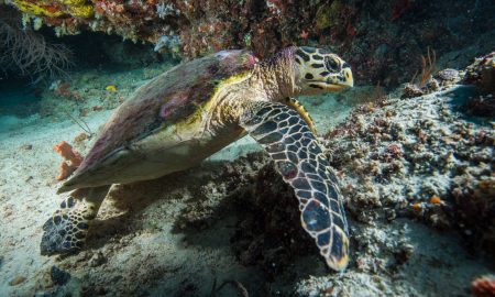 Turtel_01©Mark Stickler