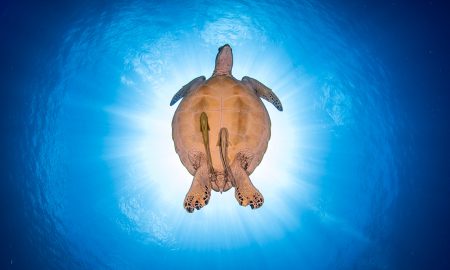 Морская черепаха снизу сфотографирована двумя держателями кораблей на баке