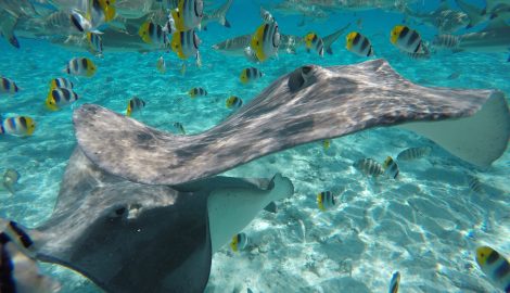 Туры на Таити_Бора-Бора Снорклинг