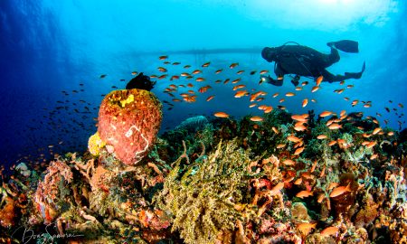 Taucher über buntem Korallenriffe mit Schwarmfischen