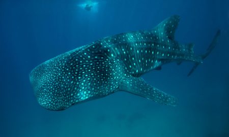 Китовая акула в голубой воде