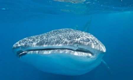 Humboldt & Tiburon Explorer_Whale Shark