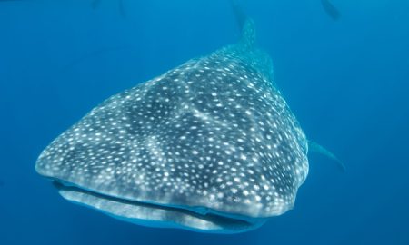 Humboldt & Tiburon Explorer_Whale Shark