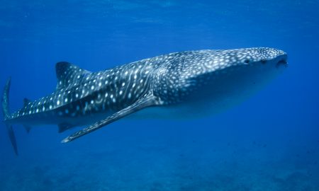 Carpe Vita_Whaleshark