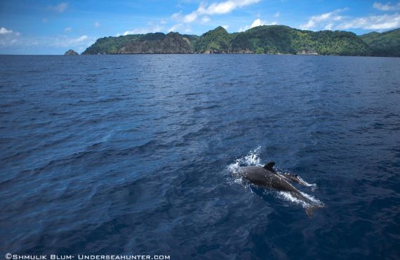 Морской охотник_Дельфин_© Шмулик Блюм