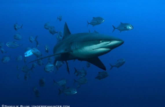 Морской охотник_Галапагосская акула_© Шмулик Блюм