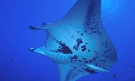 Аква Тики II + III