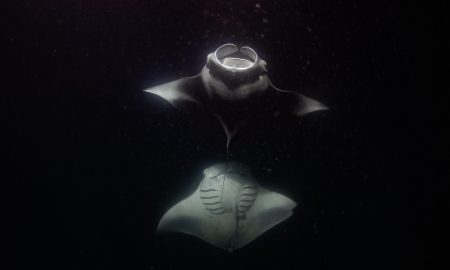 Carpe Vita_Mantas by Night