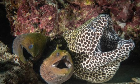 Carpe Vita_Moray Eels