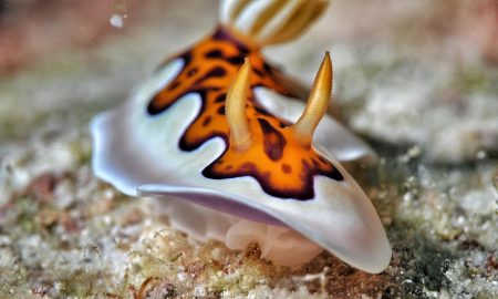 Carpe Vita_Nudibranch