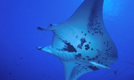 Аква Тики II + III