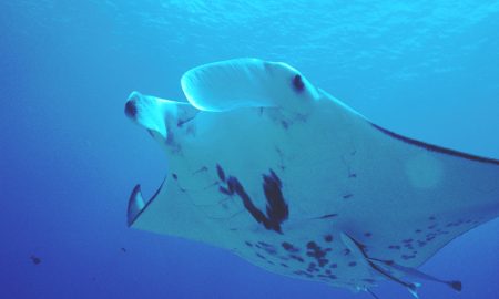 Аква Тики II + III