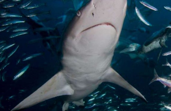Hai taucht durch einen Sardinenschwarm Sardine Run Südafrika