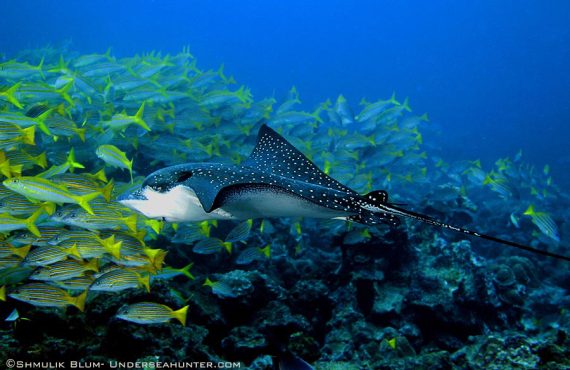 Морской охотник_Орлиный луч_© Шмулик Блюм