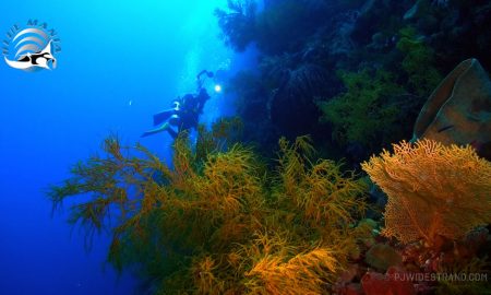 tropical-seas_schiffe_blue-manta-15