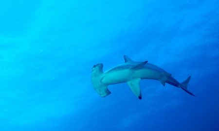 tropical-seas_schiffe_tiburon-explorer-02-1
