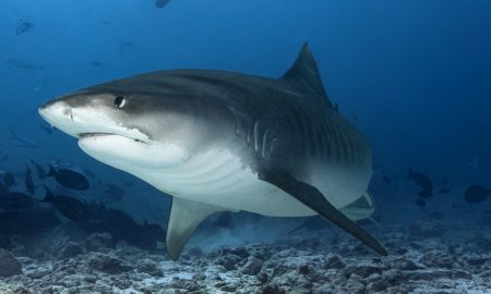 Nautilus Two_Tiger Shark