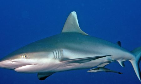 Carpe Vita_White Tip Shark