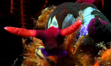 Nudibranche in verschiedenen Farben unter Wasser