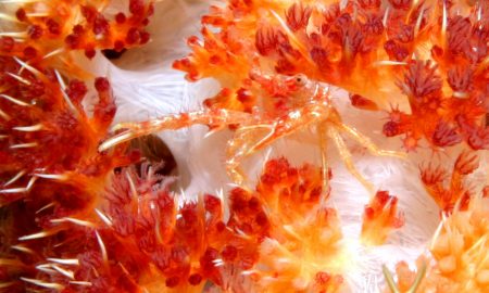 Atlantis Dive Resort &amp; Liveaboards