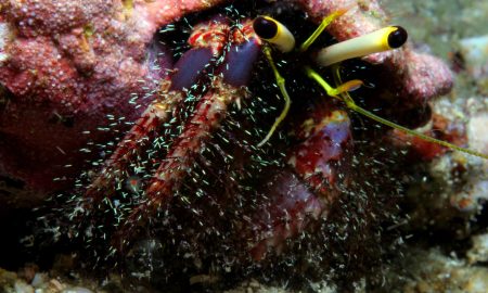 Atlantis Dive Resort &amp; Liveaboards