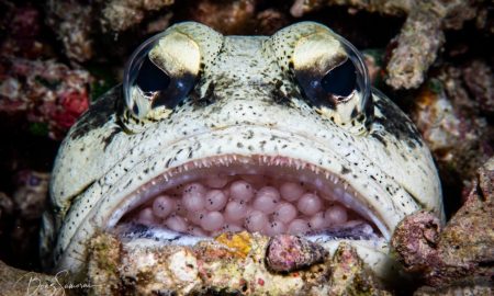 Atlantis Dive Resort &amp; Liveaboards