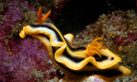 Нудибранш черно-желтый под водой