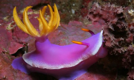Nudibranch violett orange unter Wasser