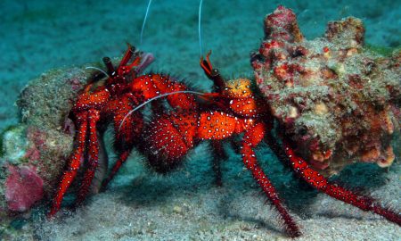 Atlantis Dive Resort &amp; Liveaboards