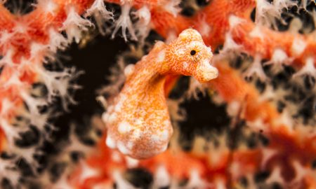 Папуасский рай_©Томас Хайдер