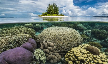 Папуасский рай_Коралловый риф вокруг острова