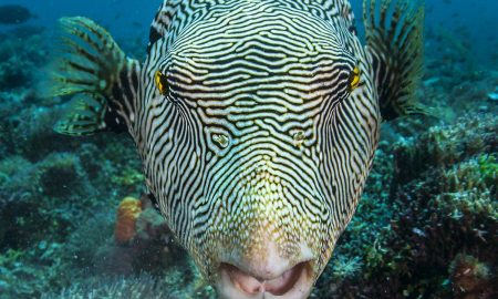 Папуасский рай_©Томас Хайдер