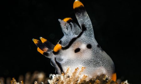 Папуасский рай_©Томас Хайдер