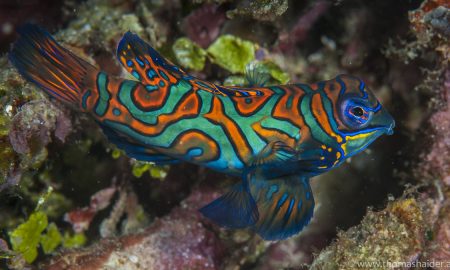 Папуасский рай_©Томас Хайдер