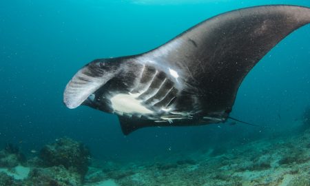 Папуасский рай_©Томас Хайдер