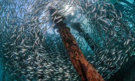 Папуасский рай_©Томас Хайдер