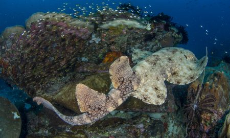 Папуасский рай_©Томас Хайдер