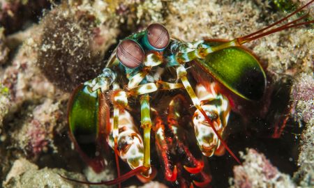 Папуасский рай_©Томас Хайдер