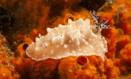 Папуасский рай_©Томас Хайдер