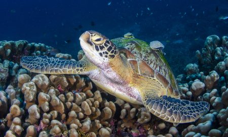 Папуасский рай_©Томас Хайдер