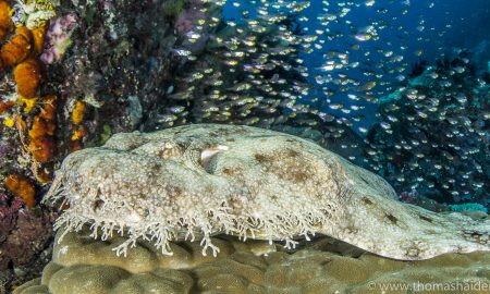 Папуасский рай_©Томас Хайдер